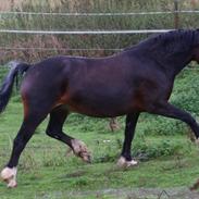 Welsh Cob (sec D) Trevallion Lulu