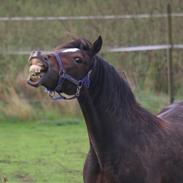 Welsh Cob (sec D) Trevallion Lulu