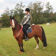 Welsh Pony af Cob-type (sec C) Flynn Rider
