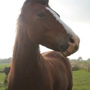 Welsh Pony af Cob-type (sec C) Flynn Rider