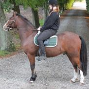Welsh Pony af Cob-type (sec C) Flynn Rider