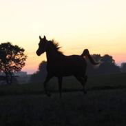 Arabisk fuldblod (OX) Rastox Khawan