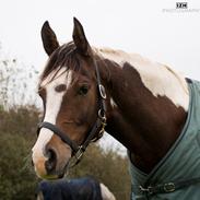 Pinto Araber Phantom's Tarik DE
