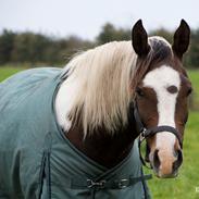 Pinto Araber Phantom's Tarik DE