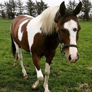 Pinto Araber Phantom's Tarik DE