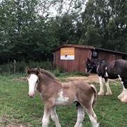 Irish Cob Aslan of Romany Vanner