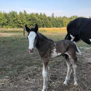 Irish Cob Aslan of Romany Vanner