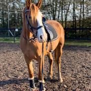 Frederiksborg Afrika (Calista) (SOLGT)