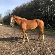 Frederiksborg Afrika (Calista) (SOLGT)