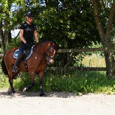 Welsh Pony af Cob-type (sec C) Gribsvads Dolly