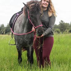 Islænder Mini Madsen