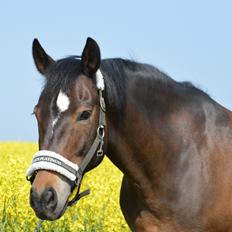 New Forest Birkilds Moreno
