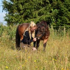 Shetlænder Lillemand