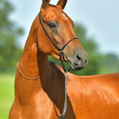 Akhal-Tekiner Asha Ozal