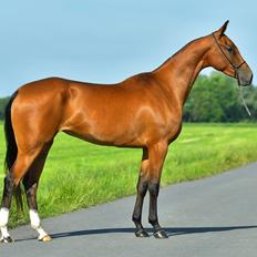 Akhal-Tekiner Asha Ozal