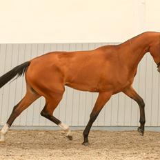 Akhal-Tekiner Asha Ozal