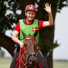 Akhal-Tekiner Meshhur