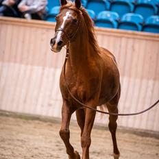 Arabisk fuldblod (OX) Pelee ox