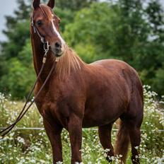 Arabisk fuldblod (OX) Pelee ox
