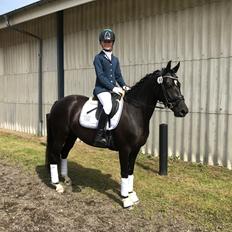 Welsh Partbred (Sec F) Struntze's Great Pleasure RSDH 784