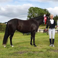 Welsh Partbred (Sec F) Struntze's Great Pleasure RSDH 784