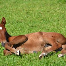 Holstener Chicago's corani ff