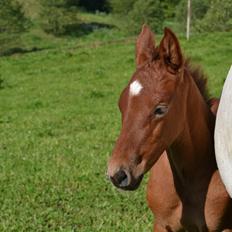 Holstener Chicago's corani ff