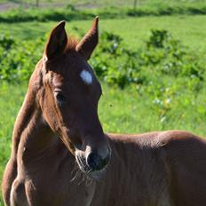 Holstener Chicago's corani ff