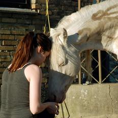 Welsh Pony (sec B) Cadlanvalley Moonlight  (GBR) Aka Valli. 