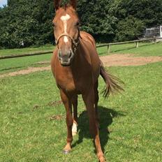 Hannoveraner Hot Zarina