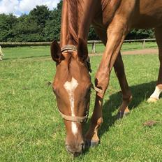 Hannoveraner Hot Zarina