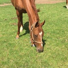 Hannoveraner Hot Zarina