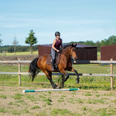 Anden særlig race Mr. Moonwalk | Himmelhest
