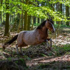 Anden særlig race Shrek | Himmelhest