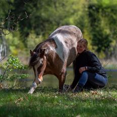 Anden særlig race Shrek | Himmelhest