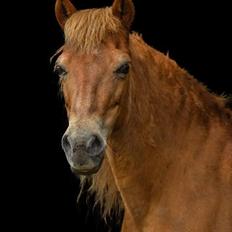 Gotlandsruss Dioni M aka Djuni