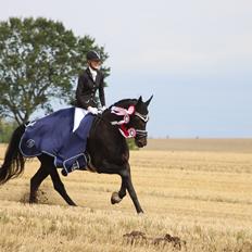 Dansk Varmblod Diega gold s.g.