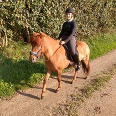 Islænder Glossa fra Rolighed