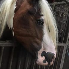 Irish Cob klosters Blue eyed florian gypsy vanner