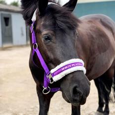 Anden særlig race Roya 