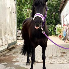 Anden særlig race Roya 