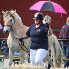 Fjordhest Ørvads lano