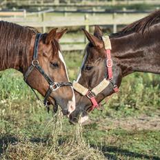 Sportsaraber (A) Malih H