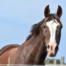 Sportsaraber (A) Malih H