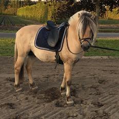 Fjordhest Tornhøjs Kalle