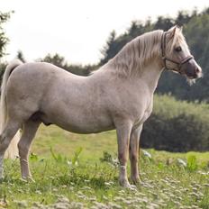 Welsh Mountain (sec A) Rushton Prince George 