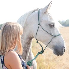Connemara Kilnoe Dancer (Damon)