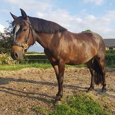 New Forest Gay countess chess