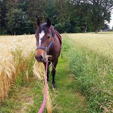 New Forest Gay countess chess