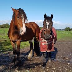 New Forest Gay countess chess